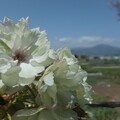 写真: 鬱金桜？／大山