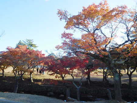 奈良公園211 004