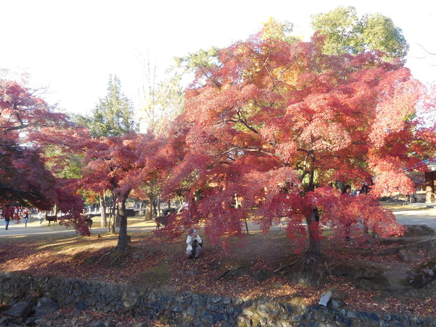 写真: 奈良公園211 009