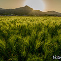 写真: 麦畑の夕
