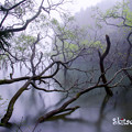 写真: 深霧の池