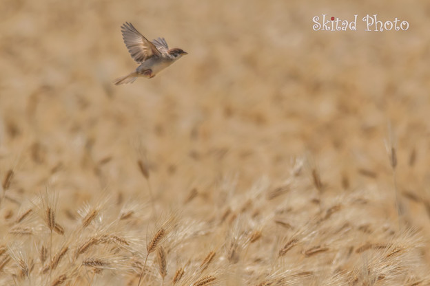Photos: 小雀、麦の海を行く。
