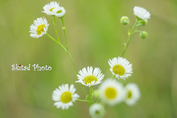 写真: 野の花