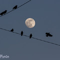 写真: 月見鳥