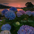写真: 夕暮れ紫陽花