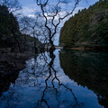 写真: 枯木の池