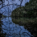 写真: 枯木の池2