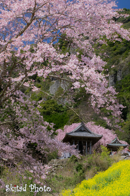 写真: 山寺の春
