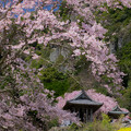 写真: 山寺の春