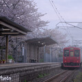 写真: 桜駅