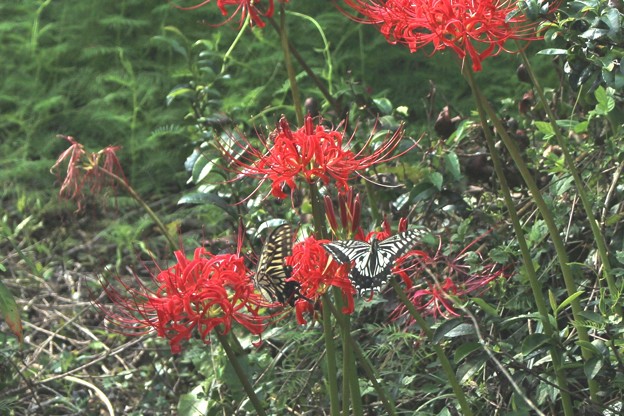 写真: 彼岸花とアゲハチョウ1