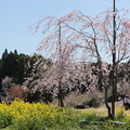 しだれ桜の里 (2)