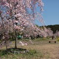 写真: しだれ桜の里 (5)
