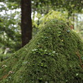Photos: 緑の岩