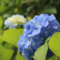 Photos: 青い紫陽花