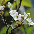 Photos: 十月桜？梨？