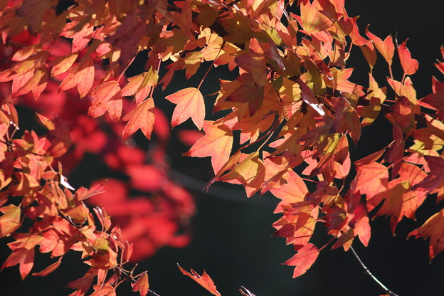 写真: 秋の色5