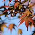 Photos: 秋の光1