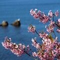 海と河津桜1