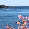 海と河津桜3