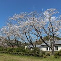 写真: 行縢駅の桜2