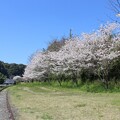 写真: 八戸の桜2