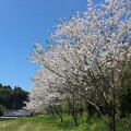 写真: 八戸の桜3