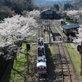 写真: 高千穂駅の桜1