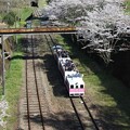 写真: 高千穂駅の桜3