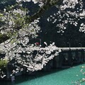 写真: 五ヶ瀬川の桜1
