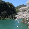 写真: 五ヶ瀬川の桜2
