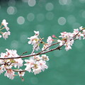 写真: 五ヶ瀬川の桜3