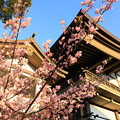 写真: 早咲きの桜