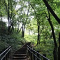 Photos: 森の階段
