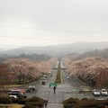 Photos: 富士霊園
