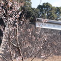 写真: 皇居の冬桜