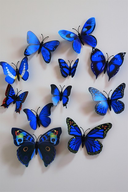 写真: 青い蝶