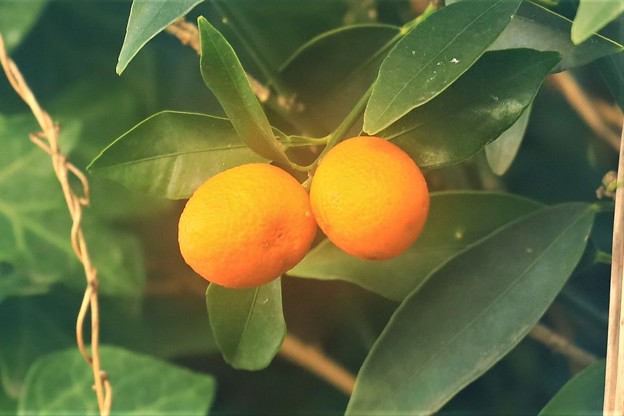 写真: オレンジ