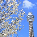 写真: マリンタワーの春