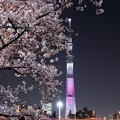 写真: 夜桜