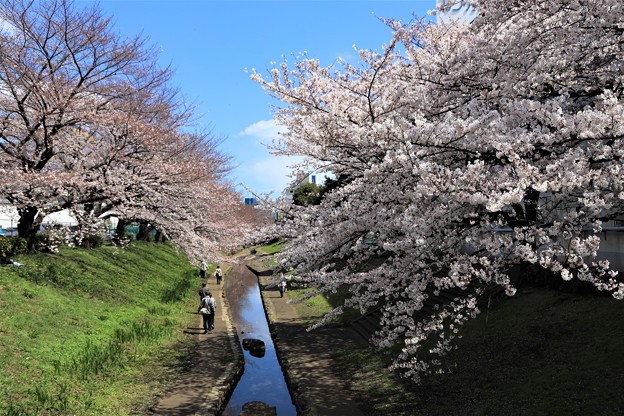 写真: 桜公園
