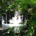写真: 横浜白糸の滝