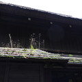 写真: 藁屋根