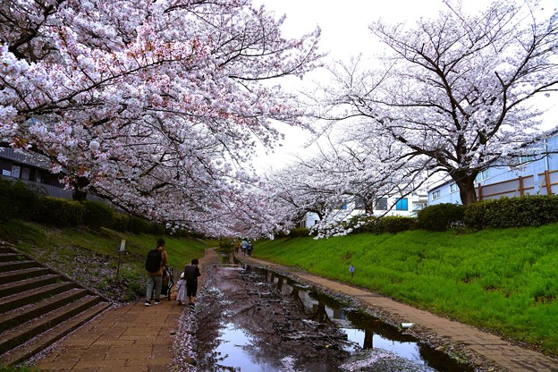 写真: 桜散らし