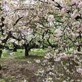 写真: 桜散らし