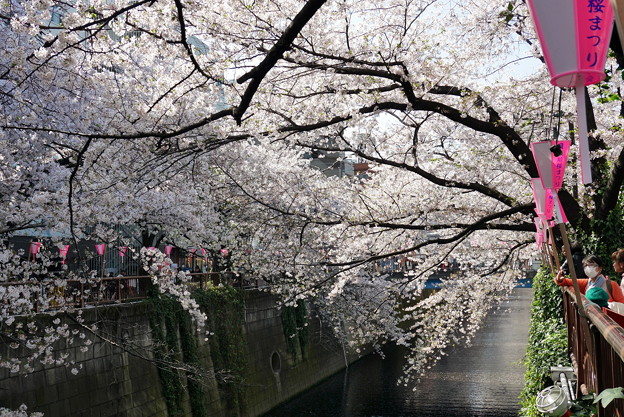 写真: 桜まつり