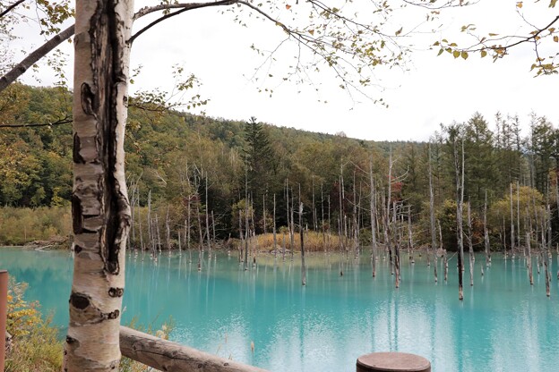 写真: 青い池