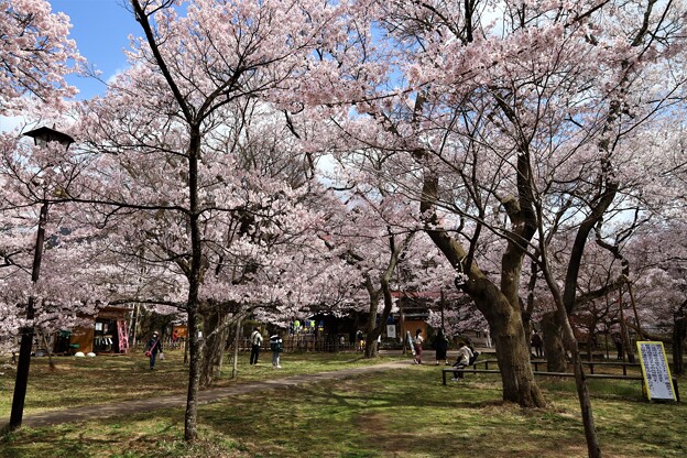 写真: 高遠桜