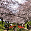 写真: 桜とチューリップ