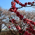 花桃と早咲きの桜